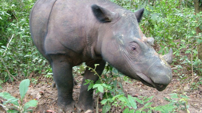 Populasi badak Sumatera diperkirakan tersisa kurang dari 100 ekor, termasuk betina bernama Rosa. - Save the Rhino International