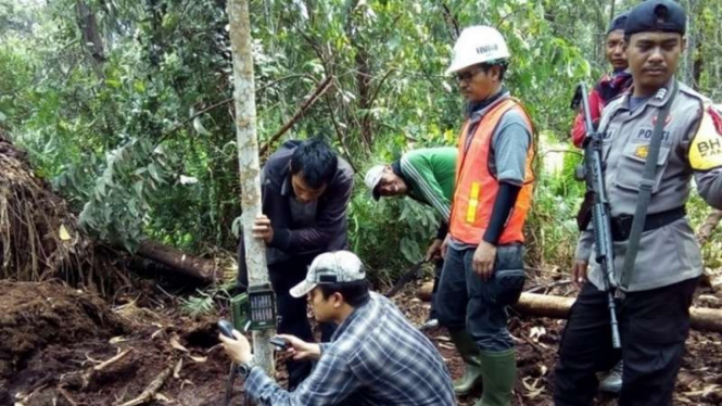 Balai Besar Konservasi Sumber Daya Alam memeriksa lokasi penemuan seorang pekerja tewas akibat diterkam harimau di kawasan perkebunan akasia, Indragiri Hilir, Riau, Jumat, 31 Mei 2019.
