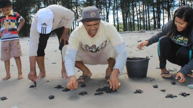 Pelepasan 100 ekor tukik di kawasan Pantai Batu Kumbang, Jambi