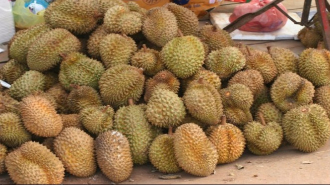 54 Hantu Durian Asli HD