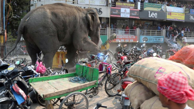 Gajah liar kadang berkeliaran keluar dari area hutan dan mencapai permukiman. - AFP