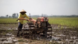 Masuk Panen Raya, Menko Zulhas Wanti-wanti Pemda Beli Hasil Petani