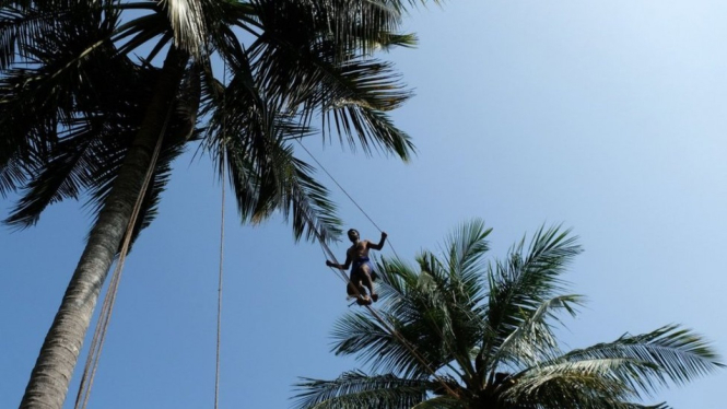 Collecting the toddy is not for people who are scared of heights - Amila Gamage