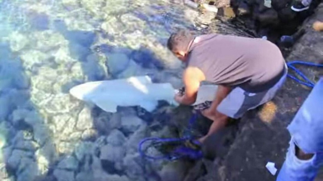 Ikan Hiu Albino ditemukan warga di Ternate.