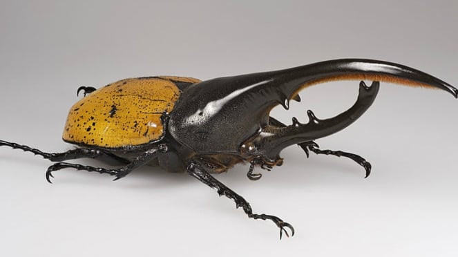 Salah satu spesies kumbang Hercules