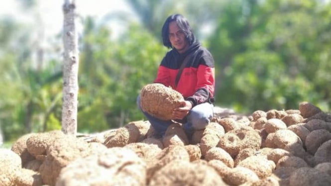 Kisah Pemulung Tanah Air yang Jadi Miliarder Usai Tanam Umbi Porang. (FOTO: Kompas)