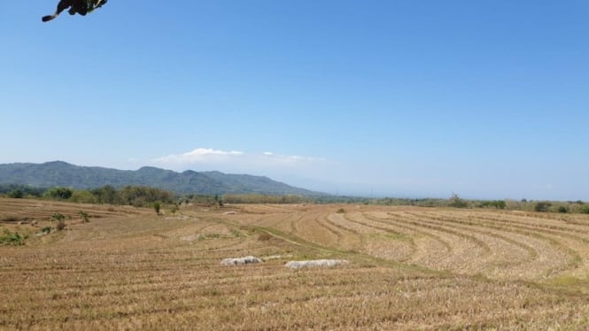 Ilustrasi kekeringan sawah. 