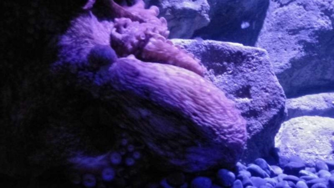 Kutu Laut di Jakarta Aquarium 
