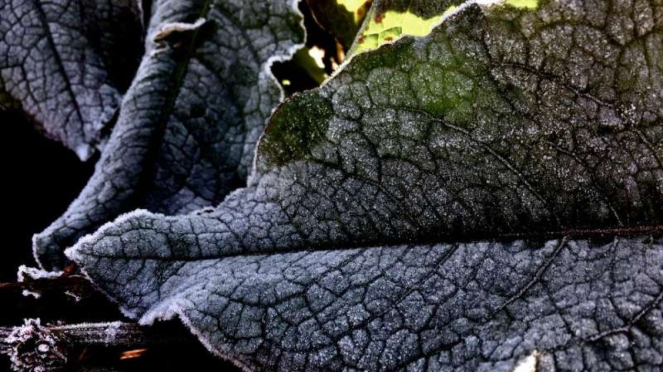 Fenomena frozen atau embun upas di Taman Nasional Bromo Tengger Semeru di Jawa T