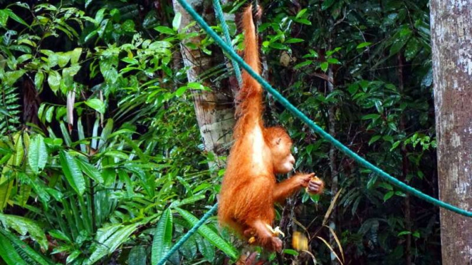 Orang utan di Semenggoh Nature Reserve