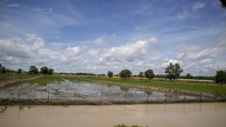 Ministry Aims for 500,000 Herctares of Rice Fields in South Kalimantan