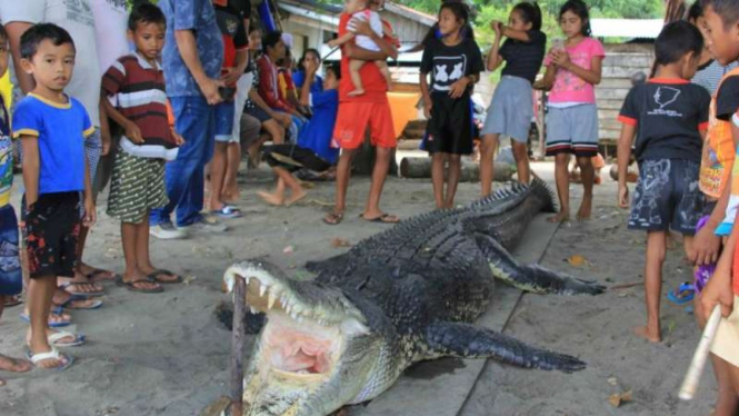 Seekor buaya muara sepanjang empat meter dibunuh oleh warga Kelurahan Payahe, Kecamatan Oba, Kota Tidore Kepulauan, Maluku Utara, Selasa, 25 Juni 2019.