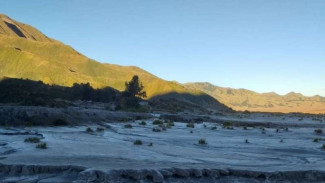Embun Salju Bikin 'Bunga Abadi' di Bromo Lebih Eksotik