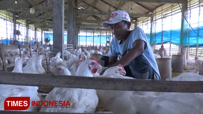 Aktifitas Samsul Arif, peternak mandiri di Desa Kalipang, Kecamatan Sugio, di kandang ayam miiknya, Selasa (25/6/2019). (FOTO: MFA Rohmatillah/TIMES Indonesia)