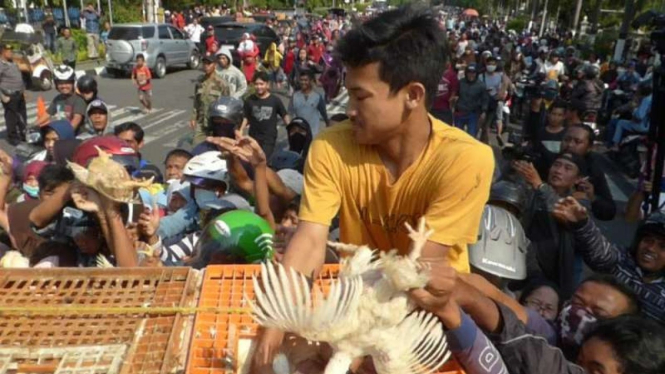 Pembagian ayam gratis di Yogyakarta, Rabu, 26 Juni 2019.