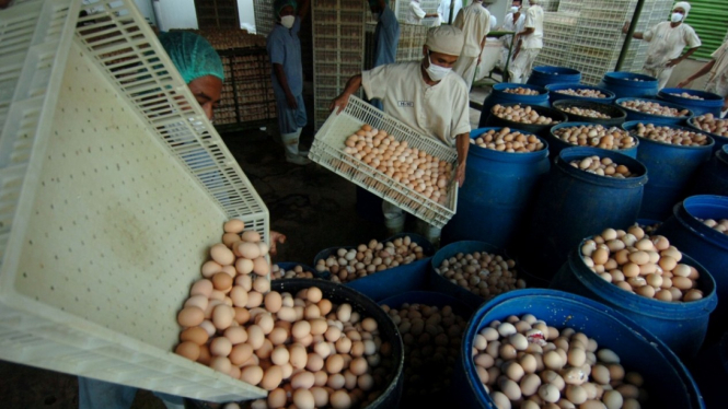 Pemusnahan Telur Ayam Siap Tetas