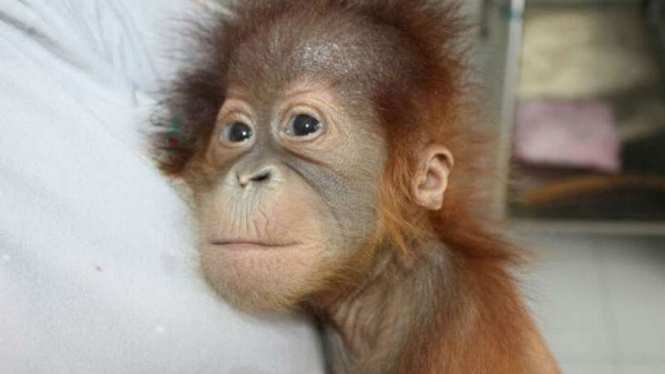 Digo, bayi Orangutan yang akan diselundupkan ke Malaysia.