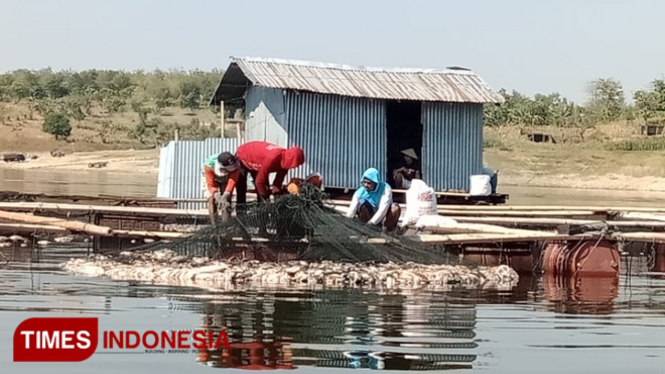 Petani memilah yang mati di Waduk Kedung Ombo Sragen. (FOTO: Mukhtarul Hafidz/TIMES Indonesia)