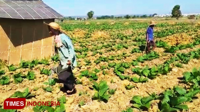 Lahan pertanian tembakau milik petani di Sumenep. (FOTO: Ach. Qusyairi Nurullah/TIMES Indonesia)