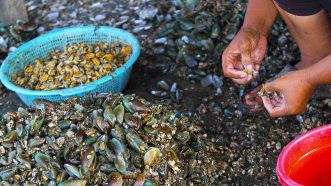 Turunnya Produksi Kerang Hijau 