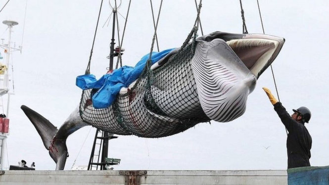 Kementerian Perikanan Jepang telah menetapkan batas maksimum perburuan paus musim ini.-EPA