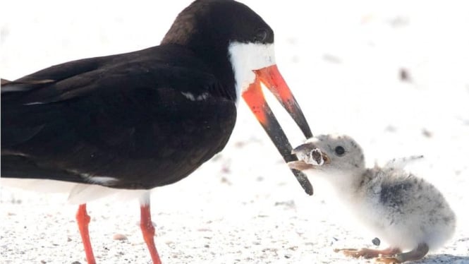 Induk burung memberi puntung rokok ke anaknya di pantai Florida. - Karen Mason