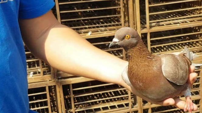 Burung dara bernama Jayabaya, yang dibeli warga Depok seharga Rp1 miliar.
