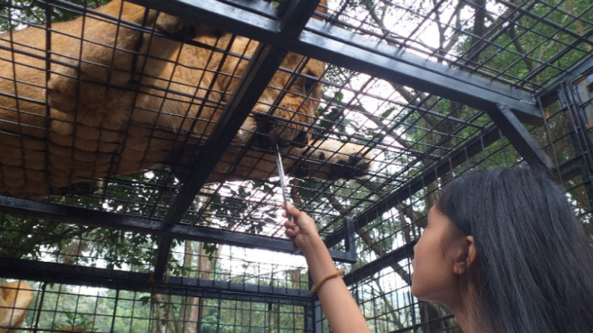 Tantangan memberi makan singa di Taman Safari Bogor.