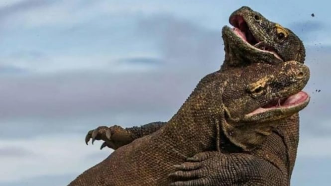 Komodo, spesies kadal terbesar di dunia, bakal jadi koleksi baru Taman Margasatwa Ragunan, Jakarta Selatan