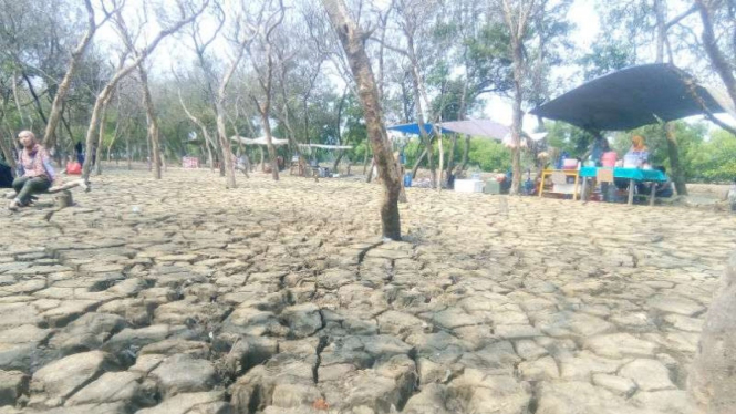 Tanah di kawasan Pantai Anom, Desa Kramat, Pakuhaji, Tangerang retak-retak.