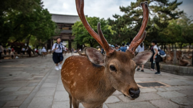 Lebih dari 1.000 rusa hidup di Taman Nasional Nara. - Getty Images