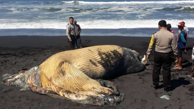 Bangkai paus ditemukan di Pantai Bambang, Pasirian, Lumajang, Jawa Timur, pada Kamis, 11 Juli 2019.