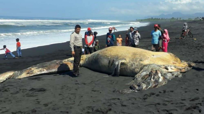 Paus mati dan terdampar di pantai Lumajang.