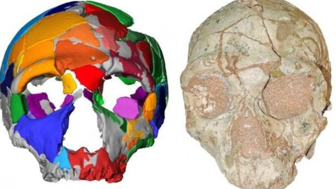 Fosil tengkorak Apidima 2 diyakini adalah Neanderthal dan usianya lebih muda ketimbang fosil manusia modern (Apidima 1). - BBC