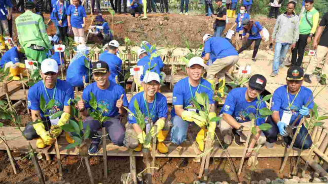 Penanaman mangrove di PIK