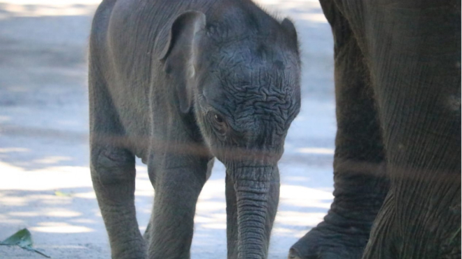Dumbo, anak gajah Sumatera di Jatim Park 2.