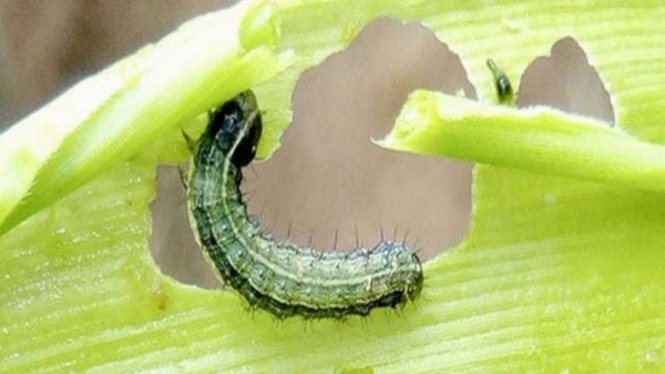 Ulat grayak jagung atau fall armyworm