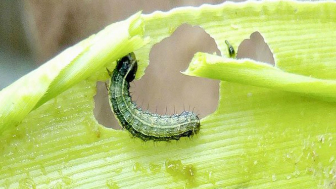 Ulat Grayak Jagung ((Spodoptera frugiperda)