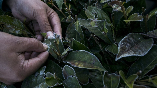 Fenomena embun es (frost) yang menyelimuti tumbuhan di kawasan Kebun Teh, Kertasari, Kabupaten Bandung, Jawa Barat, pada Kamis (18/07). - NOVRIAN ARBI/ANTARA FOTO