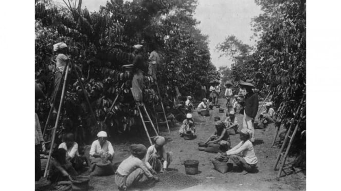 Trabajo forzoso colonial en el cultivo del café