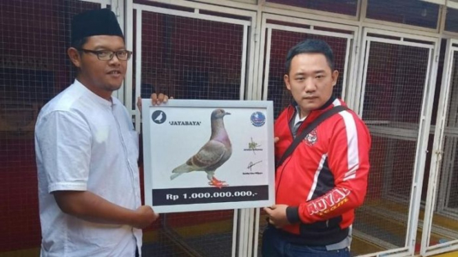 Robby Eka Wijaya membeli burung merpati bernama Jayabaya ini seharga Rp1 miliar.