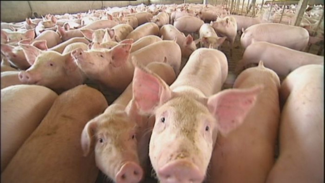 Blantyre Farms adalah salah satu dari dua peternakan babi di Young yang dimasuki oleh para aktivis secara ilegal.