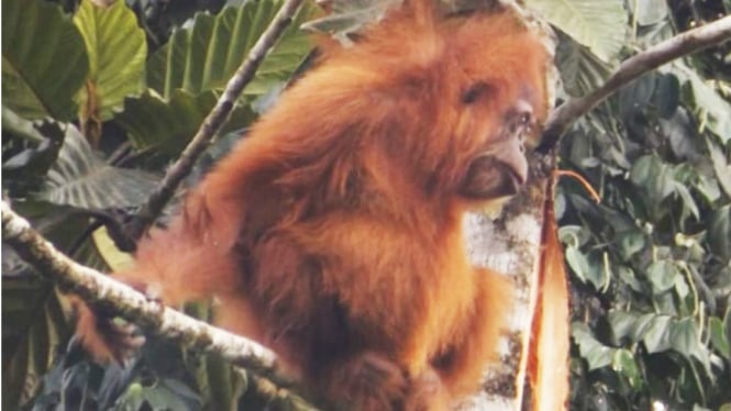 Orang Utan Tapanuli yang habitatnya dirusak orang tak dikenal