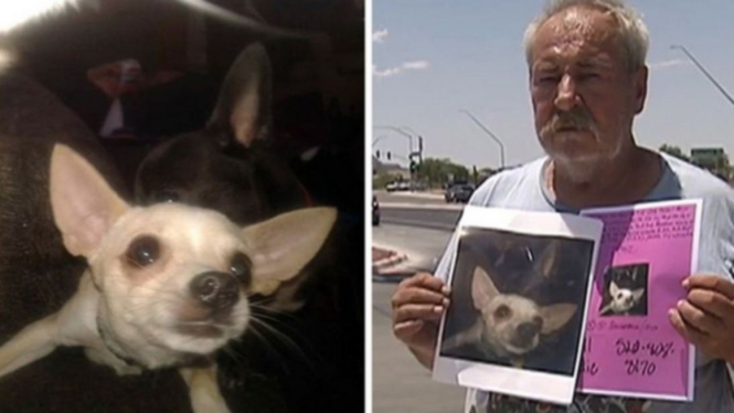 Eddie Collins dan foto anjingnya yang hilang, Jenny