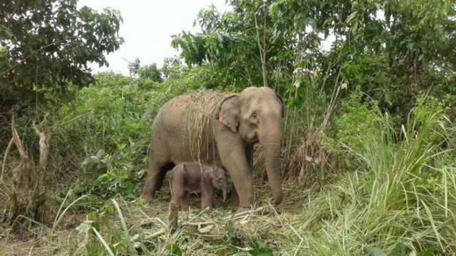 Induk gajah sumatera dan seekor bayinya yang lahir di Convertation Respon Unit (CRU) Alue Kuyun, Kabupaten Aceh Barat, Aceh, Rabu, 24 Juli 2019.