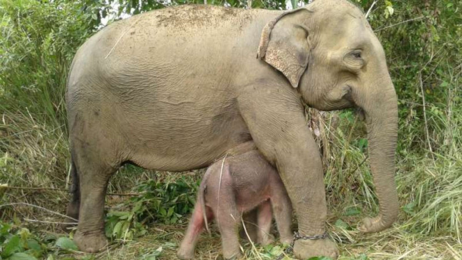 Induk Gajah Sumatera dan seekor bayinya yang baru lahir.