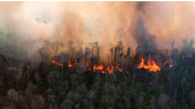 Kebakaran Hutan Dan Lahan Di Riau Masih Berlangsung 6758