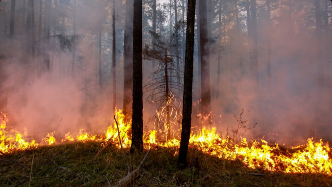 Fires have hit the famous taiga of Siberia - Getty Images