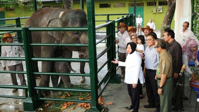 Tri Rismaharini jenguk bayi gajah di Kebun Binatang Surabaya