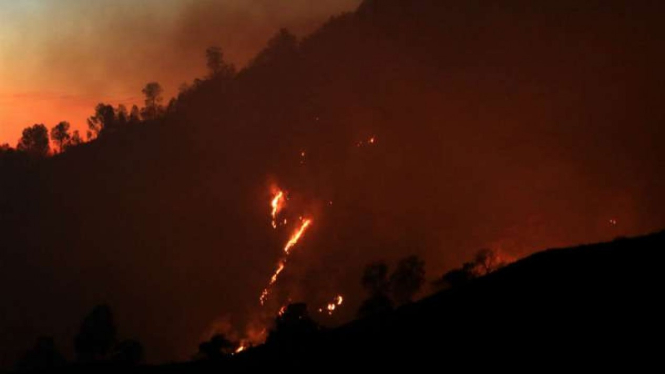 Kebakaran hutan terjadi si sejumlah wilayah Indonesia, salah satunya di wilayah Jawa Timur pada 1 Agustus 2019.